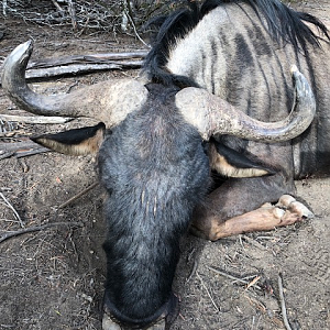 Blue Wildebeest Hunt South Africa