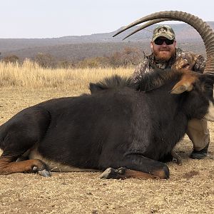 South Africa Hunting Sable