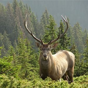 Red Stag in Romania