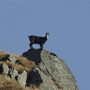 Chamois Romania