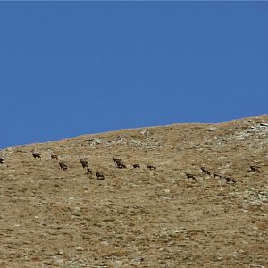 Chamois Romania