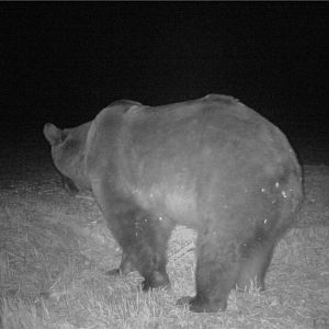 Brown Bear Romania