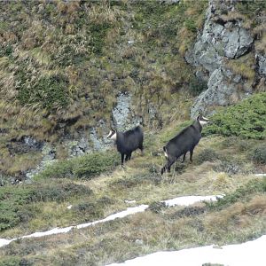 Chamois Romania