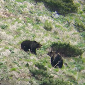 Brown Bear Romania