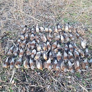 Fieldfare hunting in Romania