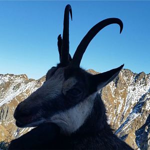 Hunt Chamois in Romania