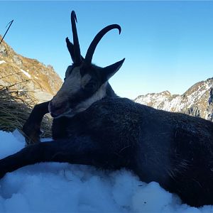 Chamois Hunting Romania