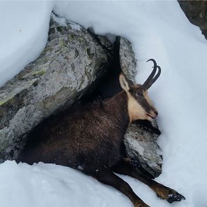 Romania Hunt Chamois