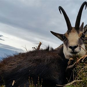 Hunting Chamois in Romania