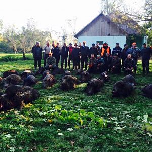 Wild Boar Hunt Romania