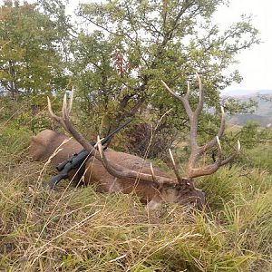 Romania Hunting Red Stag