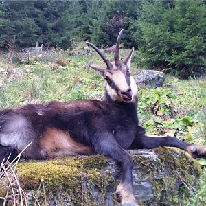 Hunt Chamois in Romania