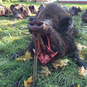 Romania Hunt Wild Boar