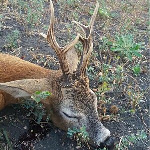 Roe Deer Hunt Romania