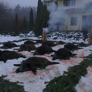 Wild Boar Hunting Romania