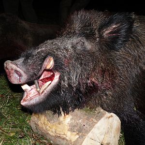 Romania Hunt Wild Boar