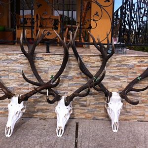 Red Stag European Skull Mounts