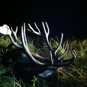 Hunting Red Stag in Romania