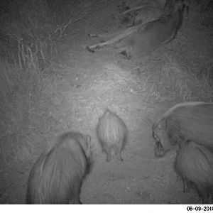 Bushpigs Trail Cam Pictures South Africa