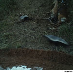 South Africa Trail Cam Pictures African Honey Badger