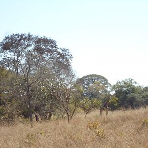 Giraffe in Zambia