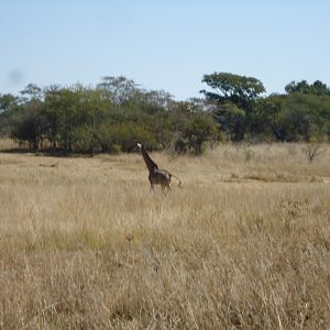 Giraffe in Zambia