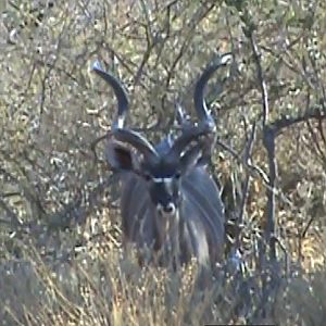 Kudu South Africa