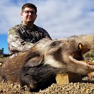 South Africa Hunting Bushpig