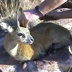 South Africa Hunt 4 7/8" Inch Klipspringer