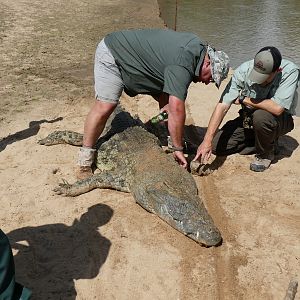 Crocodile Hunting Zambia