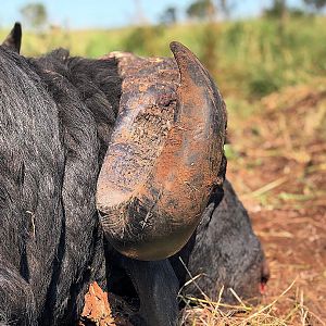 Mozambique Hunt Cape Buffalo