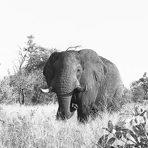 Elephant Mozambique