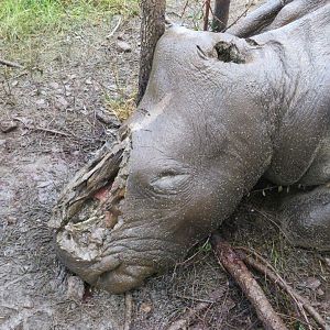 Poached rhino MozParks Mozambique