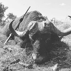 Cape Buffalo Hunting Mozambique