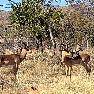 Impala South Africa