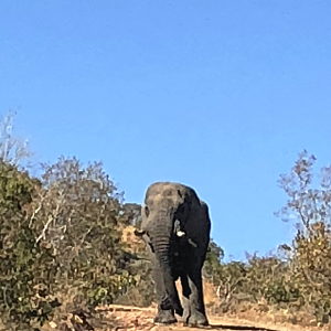 Elephant South Africa