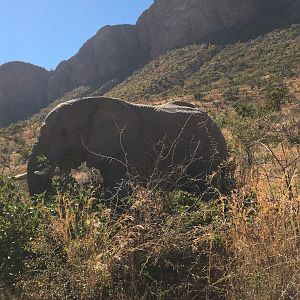 Elephant South Africa