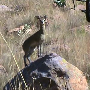 Klipspringer South Africa