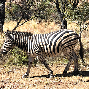 Burchell's Plain Zebra South Africa