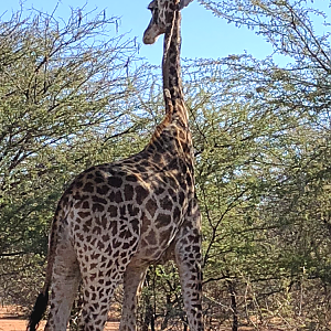 Giraffe South Africa