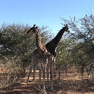 Giraffe South Africa