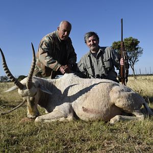 South Africa Hunting White Blesbok