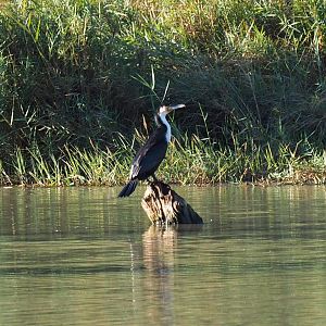 Cormorant Zimbabwe