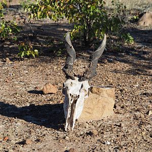 Eland Skull Zimbabwe