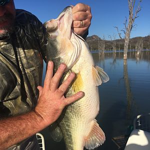 Zimbabwe Fishing Bass