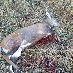 Hunting 13.5” Inch Bushbuck in Zimbabwe