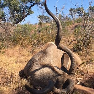 Kudu Hunting South Africa