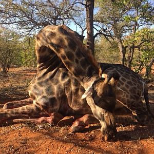 Giraffe Hunt South Africa