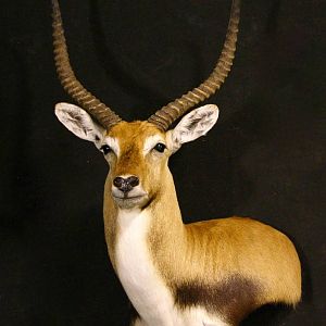 Red Lechwe Shoulder Mount Taxidermy