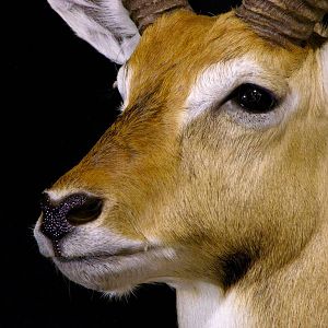 Red Lechwe Shoulder Mount Taxidermy Close Up